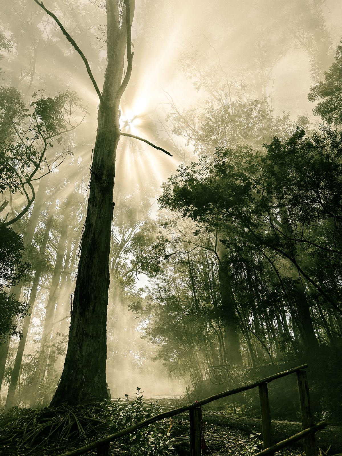 Photograph by Thaanush R